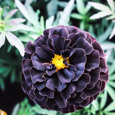 25+ Hybrid Black Marigold Seeds