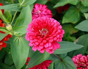 25+ Pink Marigold Seeds