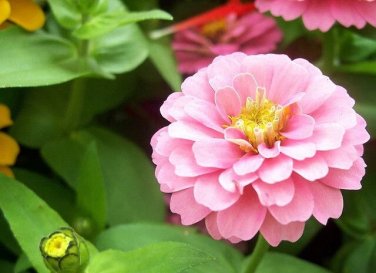 25+ Light Pink Marigold Seeds