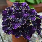 25+ Amethyst Coleus Seeds
