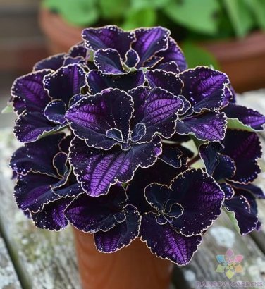 25+ Amethyst Coleus Seeds