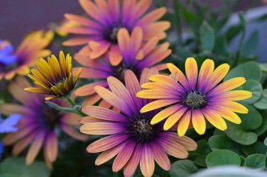 200+ Purple & Yellow Cape Daisy Seeds