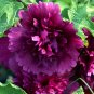 100+ Alcea 'Queeny Purple'