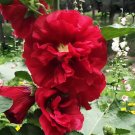 100+ Alcea 'Nostalgia Red'