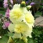100+Alcea 'Junle Lemon'