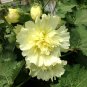 100+Alcea 'Junle Lemon'