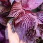 1000 Aromatic Purple Perfection: Dual-Sided Shiso Seeds