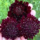 50 Scabiosa Atropurpurea 'Black Knight'