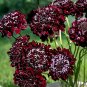 50 Scabiosa Atropurpurea 'Black Knight'