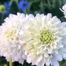 50 Scabiosa Atropurpurea, White