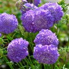 50 Scabiosa Atropurpurea 'Blue Cockade'