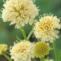 50 Scabiosa Atropurpurea 'Fata Morgana'
