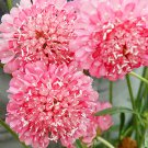50 Scabiosa Atropurpurea 'Salmon Pink'