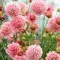 50 Scabiosa Atropurpurea 'Salmon Pink'