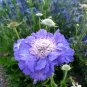 50 Scabiosa caucasica 'Fama Deep Blue'