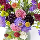 50 Pincushion Formula Mix