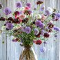 50 Pincushion Formula Mix