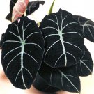 Alocasia Elephant Ear Seeds Taro 'Black Velvet' (Alocasia reginula) -20PCS