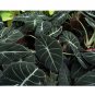 Alocasia Elephant Ear Seeds Taro 'Black Velvet' (Alocasia reginula) -20PCS