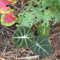 Alocasia Elephant Ear Seeds Taro 'Black Velvet' (Alocasia reginula) -20PCS