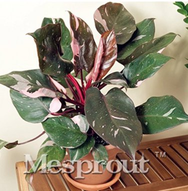 20 pcs/bag Philodendron Erubescens Seeds