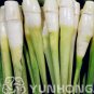 100PCS, Zizania Latifolia Seeds, Aquatic vegetables, Planting Seasons, Sprouting
