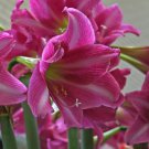 Amaryllis Seeds T7