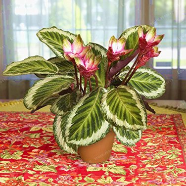 50 PCS Rare Calathea Seeds Air Freshening Plants Beautiful Flowers Seeds T1