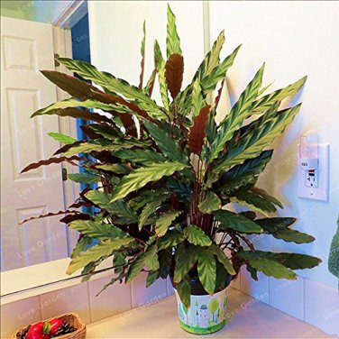50 PCS Rare Calathea Seeds Air Freshening Plants Beautiful Flowers Seeds T2