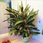 50 PCS Rare Calathea Seeds Air Freshening Plants Beautiful Flowers Seeds T2