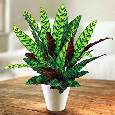 50 PCS Rare Calathea Seeds Air Freshening Plants Beautiful Flowers Seeds T4