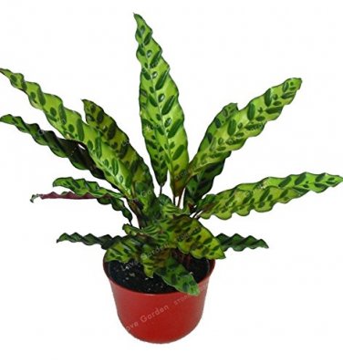 50 PCS Rare Calathea Seeds Air Freshening Plants Beautiful Flowers Seeds T8