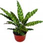 50 PCS Rare Calathea Seeds Air Freshening Plants Beautiful Flowers Seeds T8