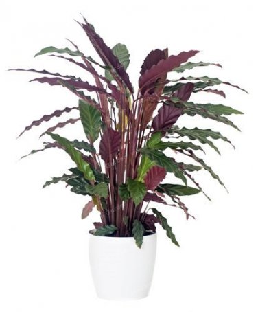 50 PCS Rare Calathea Seeds Air Freshening Plants Beautiful Flowers Seeds T9