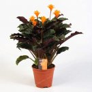50 PCS Rare Calathea Seeds Air Freshening Plants Beautiful Flowers Seeds T10