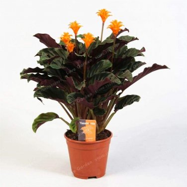 50 PCS Rare Calathea Seeds Air Freshening Plants Beautiful Flowers Seeds T10