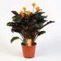 50 PCS Rare Calathea Seeds Air Freshening Plants Beautiful Flowers Seeds T10