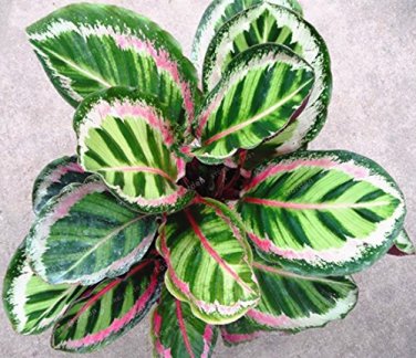 50 PCS Rare Calathea Seeds Air Freshening Plants Beautiful Flowers Seeds T11