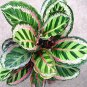 50 PCS Rare Calathea Seeds Air Freshening Plants Beautiful Flowers Seeds T11