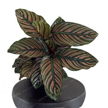 50 PCS Rare Calathea Seeds Air Freshening Plants Beautiful Flowers Seeds T12