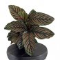 50 PCS Rare Calathea Seeds Air Freshening Plants Beautiful Flowers Seeds T12