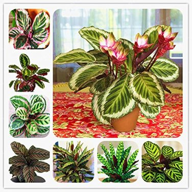 50 PCS Rare Calathea Seeds Air Freshening Plants Beautiful Flowers Seeds T13