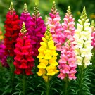6000+ SNAPDRAGON HUMINGBIRD RAINBOW MIX FLOWER SEEDS