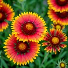 600+ INDIAN BLANKET FLOWER SEEDS