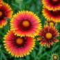 600+ INDIAN BLANKET FLOWER SEEDS