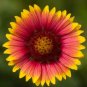 600+ INDIAN BLANKET FLOWER SEEDS
