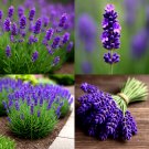 1200+ ENGLISH LAVENDER SEEDS