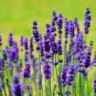 1200+ ENGLISH LAVENDER SEEDS
