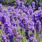 1200+ ENGLISH LAVENDER SEEDS