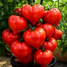 GIANT OXHEART TOMATO 20+ SEEDS
